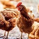 Chickens - AudioJungle Item for Sale