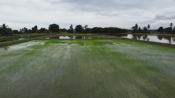 Fly over green cultivated paddy field