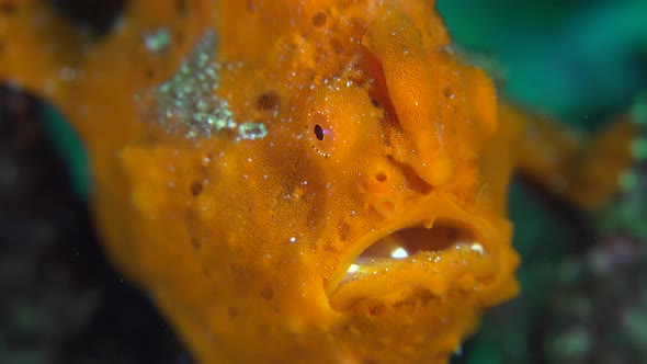 Orange warty Frogfish (Antennarius maculatus) super close up of face, mouth, eye