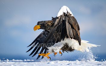Steller's Sea Eagle on a snowy ground in Hokkaido, Japan.