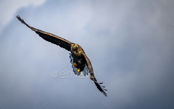 White-tailed sea eagle soaring in the sky.
