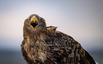 White-tailed sea eagle perched on a snowy ground.