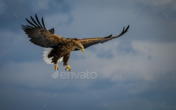 White-tailed sea eagle soaring in the sky.
