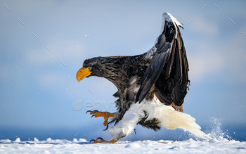 Steller's Sea Eagle on a snowy ground in Hokkaido, Japan.
