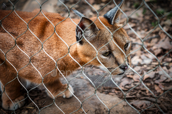 Close-up of a caracal behind a metal fence