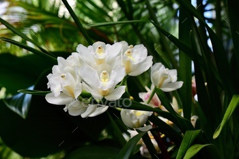 Closeup of a Cattleya orchid in a garden