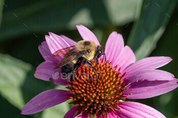 a bee sitting on the tip of a flower while eating nectar