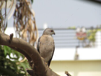 Shikra a bird of prey perched on a tree branch in India