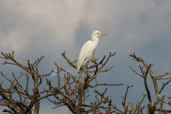Cattle egret perched on top of a tree in India