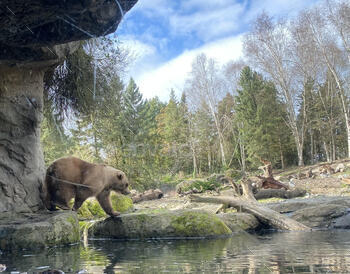 a brown bear on a rock near water in the wilderness