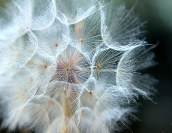 Close up view of dandelion seeds. Macro image