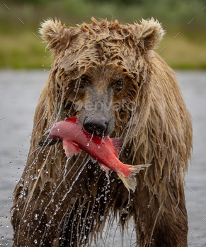 A Brown Bear Fishing for Salmon