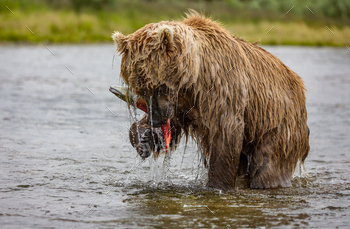 A Brown Bear Fishing for Salmon