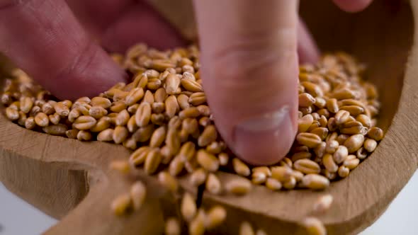 A handful of Ukrainian wheat grains falling into an old damaged cracked wooden bowl