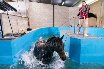 Dynamic Equine Hydrotherapy in Action