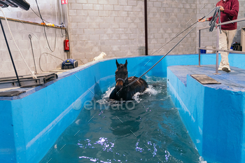 Equine Hydrotherapy in Progress