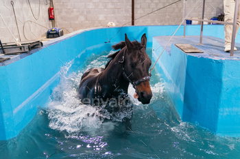 Active Equine Hydrotherapy