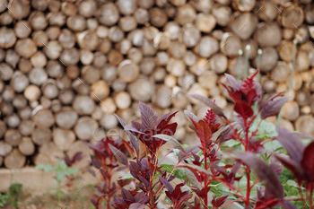 A pile of logs is behind a plant with red leaves