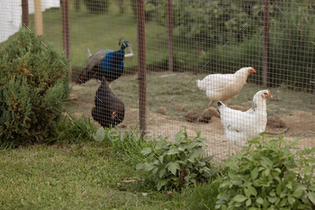 Peacocks and chickens behind wire fence