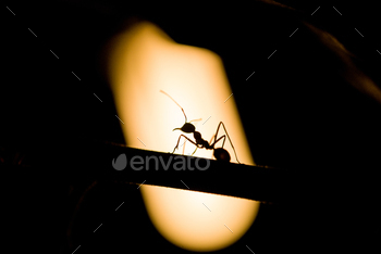 Close-up Silhouette of an ant