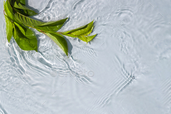 Natural plant on a transparent and water surface
