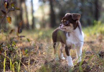 Chihuahua Puppy's Forest Adventure