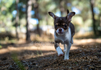 Adventurous Chihuahua in Nature