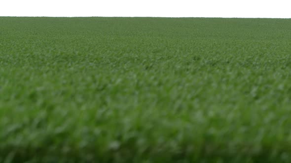 Slow panning side view over lush green wheat field on sunny day.