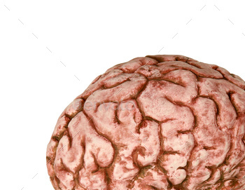 human brain close up