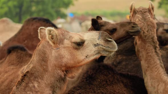 Camels at the Pushkar Fair, Also Called the Pushkar Camel Fair or Locally As Kartik Mela