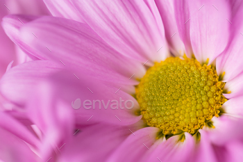 Close up of pink daisy flower