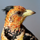 Crested Barbet Calling - AudioJungle Item for Sale