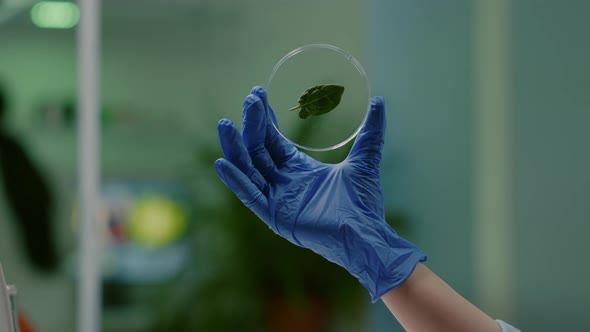 Closeup of Biologist Woman Hands Holding Medical Sample of Green Leaf alt