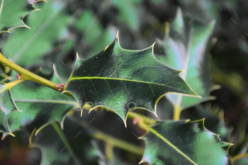 holly leaf close up