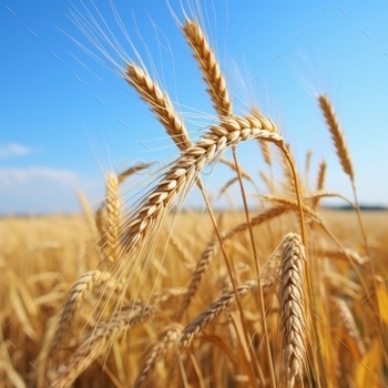 Tall wheat in field - AI generated