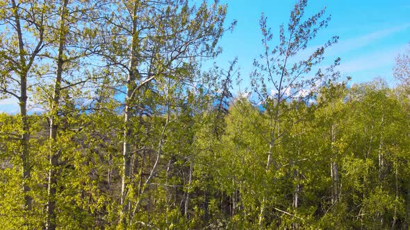 Ascending view of trees to reveal farmland and snow covered mountains in the background on a sunny m