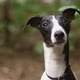 Whippet Dog - 4k - VideoHive Item for Sale