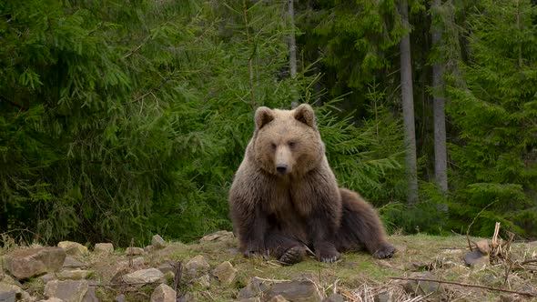 A Big Brown Bear in the Forest