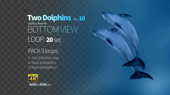 Two Dolphins 10 alt