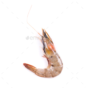 Close up of fresh shrimp.