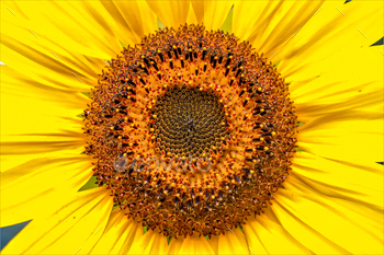 close-up of a sunflower