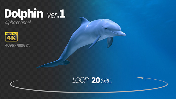 Dolphin 1