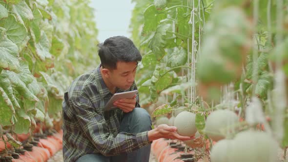 Man Agronomist Farmer With Digital Tablet Computer In Green House Of Melon Farm