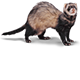 Cute Ferrets