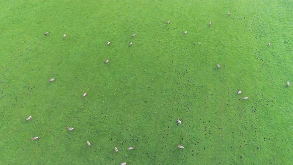 Elk Gang Grazing In Grass Field - Top Down Aerial Perspective