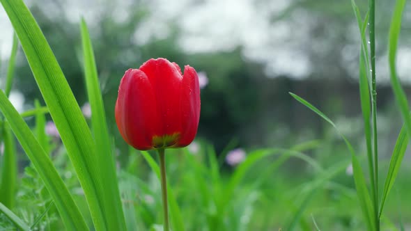 Beautiful Tulip Growing in Summer Garden