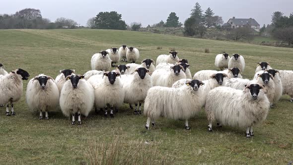 Funny Sheep Looking and Walking Towards Camera