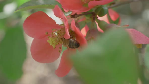 Bee At Work In Pink Japanese Quince Flower, Slow Motion