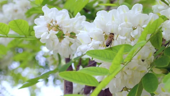White Flowers And Bee