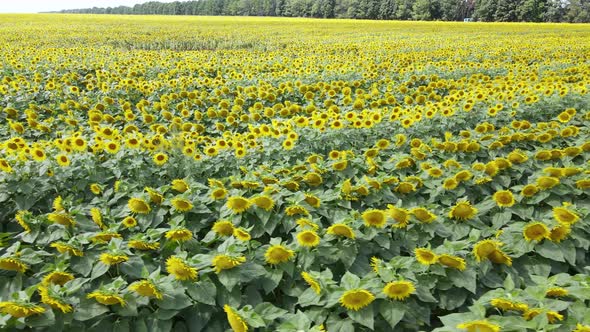 Aerial View of a Field with Sunflowers